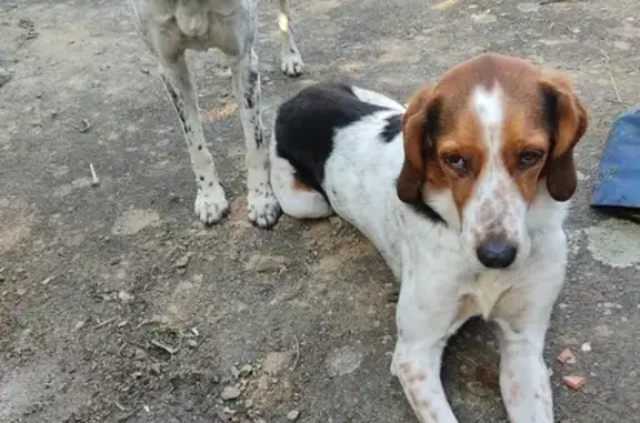 Chien perdu Janzé, photo : Perdu: 2 chiennes de chasse à Janzé