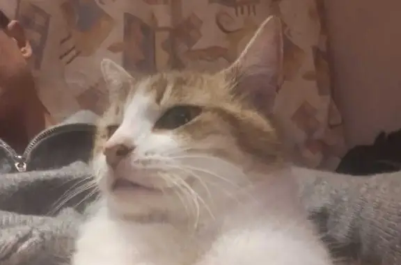 Chat perdu, , photo: Chat rayé perdu à Glénouze : Popeye recherché