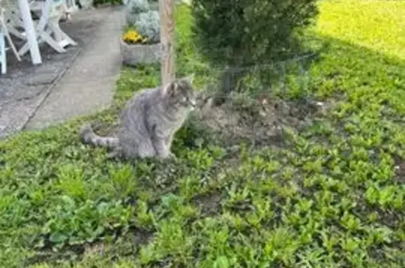 Animaux perdus Saint-Maurice-de-Beynost, photo: Chatte grise perdue à Saint-Maurice-de-Beynost
