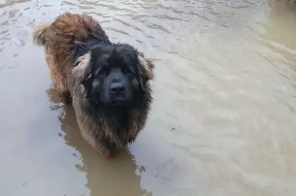 Leonberg et Épagneul perdus à Quelaines - photo