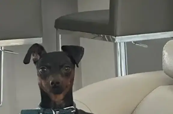 Lost Miniature Pinscher in Pembroke Pines