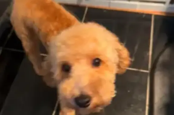 Lost Golden Doodle Puppy: Pluto in IL