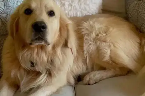 Cookie, Golden Retriever perdu à Feucherolles - photo