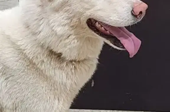 Found: White Husky with Blue Eyes in Scottsdale