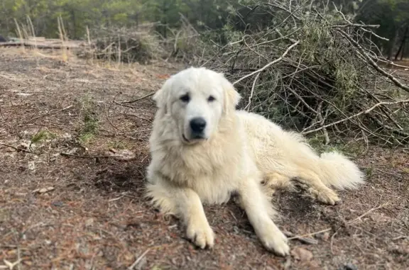 Missing: Great Pyrenees & Bernese Duo