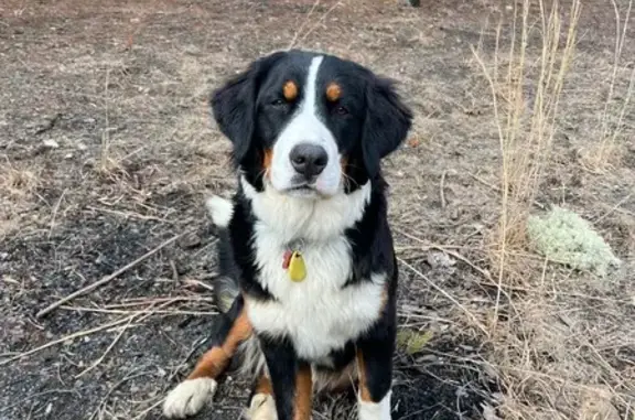 Missing: Bernese & Pyrenees Near Nemo