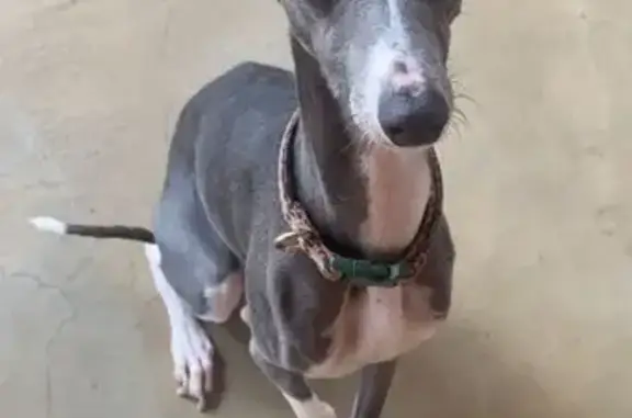 My dog is an Italian Greyhound. She is a gray and white female with brown eyes. Our worker left the gate open while he cut the grass in the yard. My dog ran out of the yard at 11:52 on the 11th of February and now she’s gone. Her name is Ruby. She has a distinct diamond/ ruby like shape on her neck with white feet. If you find her please contact us. 