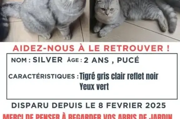 Chat perdu, Soisy-sous-Montmorency, photo: Chat gris disparu à Soisy-sous-Montmorency