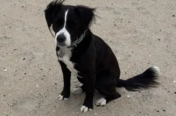 Missing Skittish Pup: Border Collie Mix