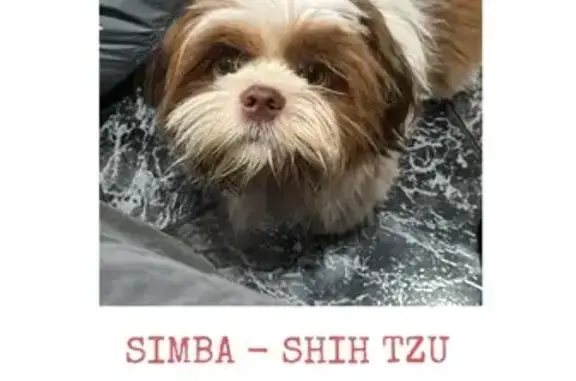 Ajude a Encontrar Simba, Shih Tzu Perdido!