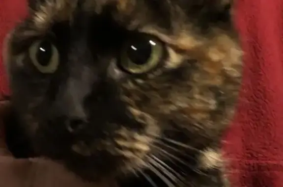 Animaux trouvés , photo: Jeune chatte trouvée à Choloy-Ménillot