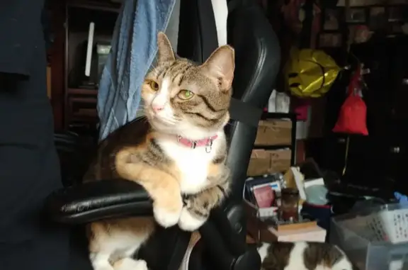 Help Find Nani: Missing Calico in Millville