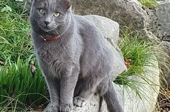 Chat européen gris disparu à Voglans - photo