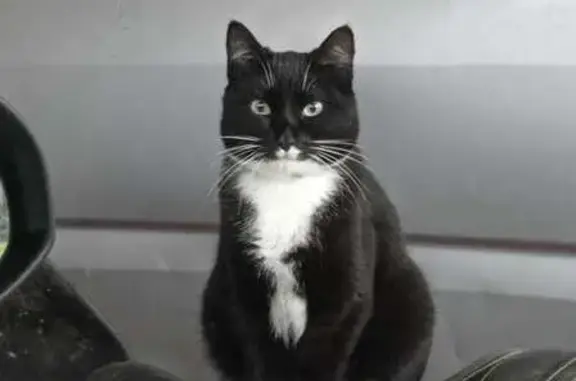 ¡Ayuda! Gato blanco y negro perdido en Algeciras