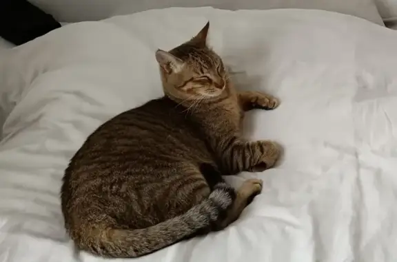 Animaux perdus Bédarrides, photo: Chat tigré disparu à Bédarrides