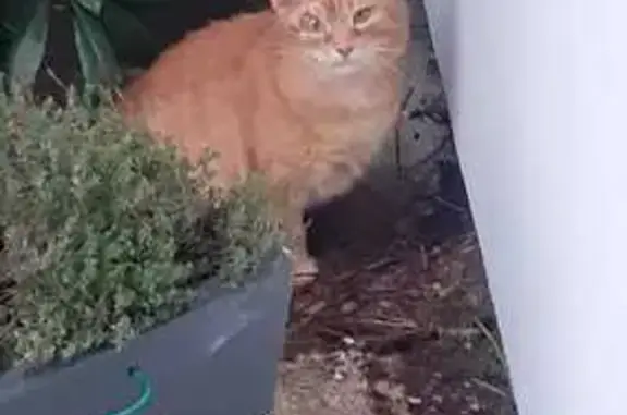 Chat blessé et craintif à Saint-Aubin-Routot - photo
