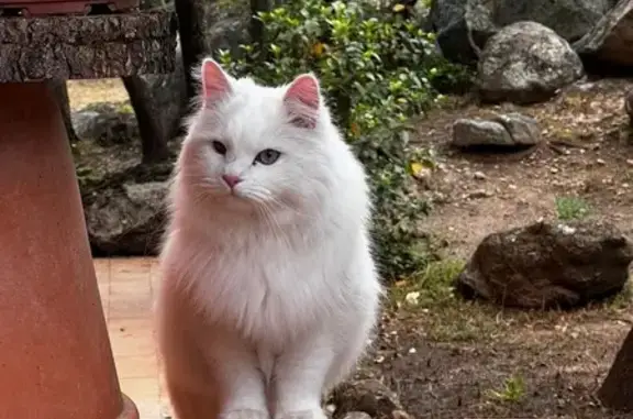 ¡Gato Siberiano Blanco Perdido en Torrelodones!