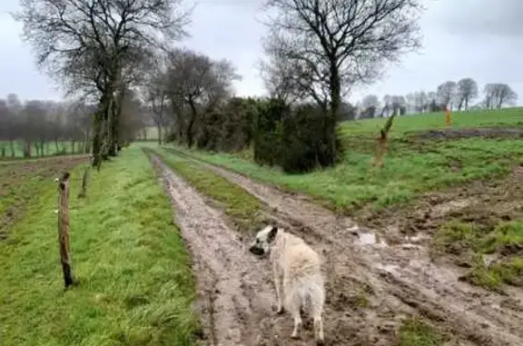 Chien perdu , photo : Bouvier des Ardennes disparu à Saint-Mayeux