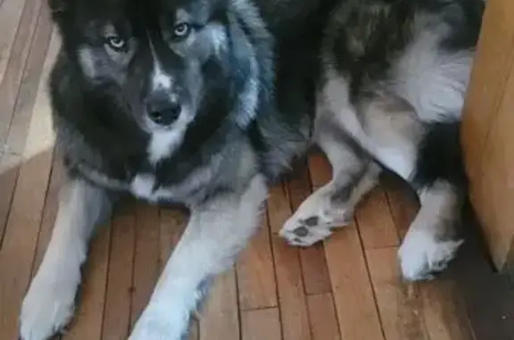 Missing Husky: Taken from Caledonia Yard