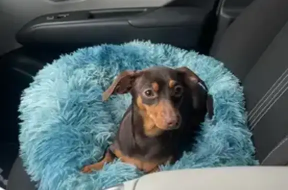 Help Find Our Missing Dachshund in Miami