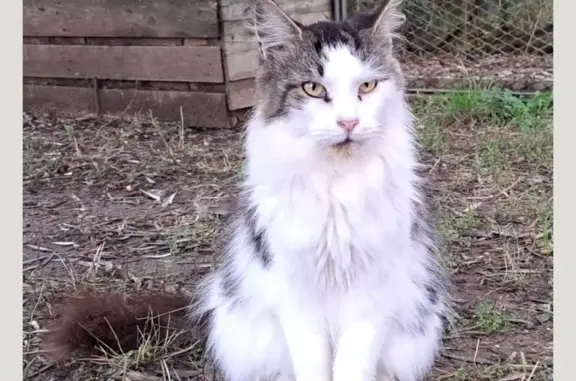 Animaux perdus Carqueiranne, photo: Main Coon 5 ans perdu à Carqueiranne