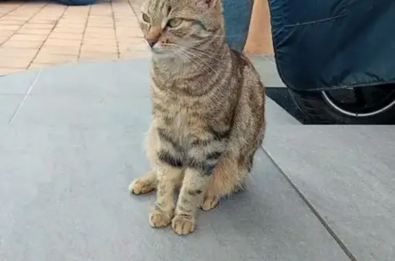 Chatte tigrée perdue à Montbrison - photo