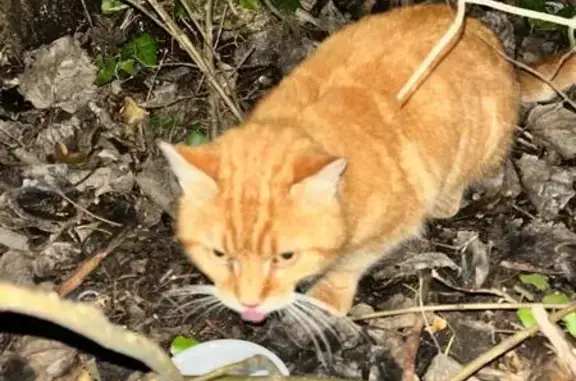 Chat roux errant à Berchères-les-Pierres - photo