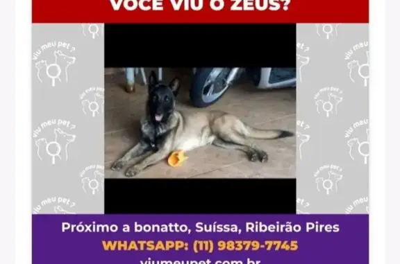 Procura-se Zeus: Cachorro Perdido em Ribeirão