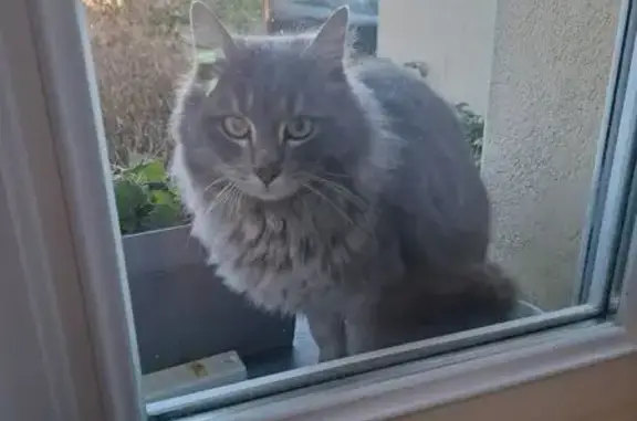 Animaux trouvés , photo: Chatte grise trouvée à Pont-de-Buis