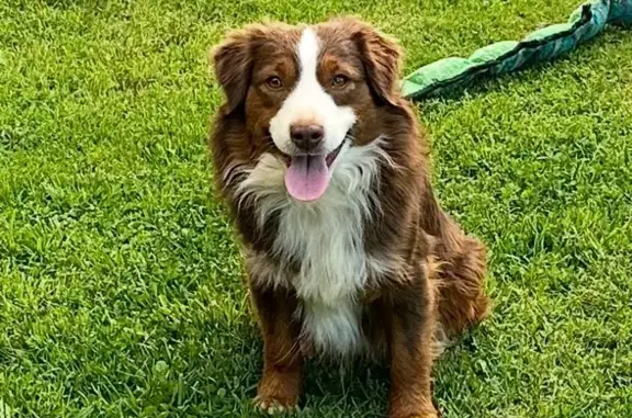 Lost Red Tri Mini Shepherd in Nevada