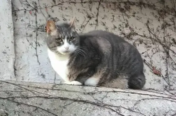 Chausson, chat libre disparu à Poissy - photo