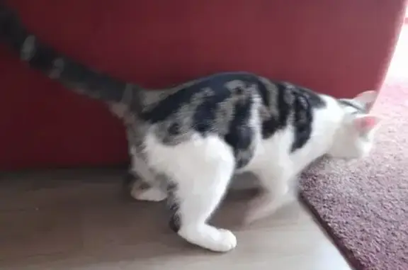 Chat trouvé à Esvres-sur-Indre (37) - photo