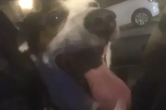 Animaux trouvés Montguyon, photo: Chien errant Jack Russell trouvé à Montguyon