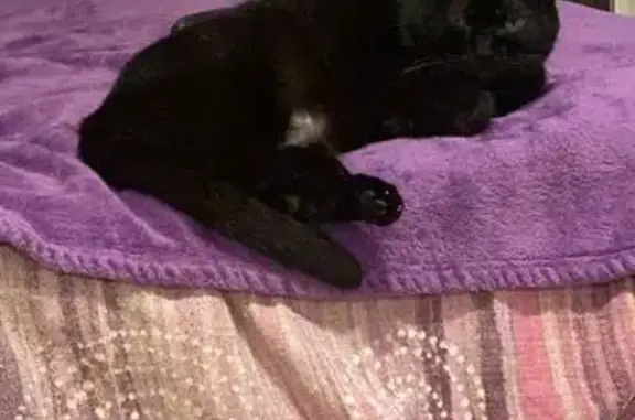 Gatos perdidos, , foto: Gato Perdido en Cala de Bou: Ayuda Urgente