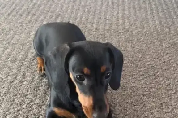 Lost Dachshund Yogi: Last Seen...