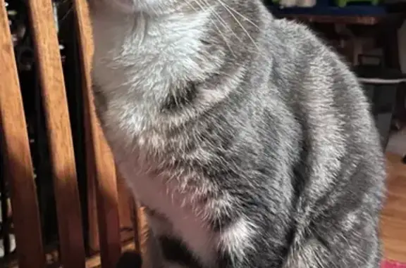 Small grey tabby with a white chest - his name is Gandalf.