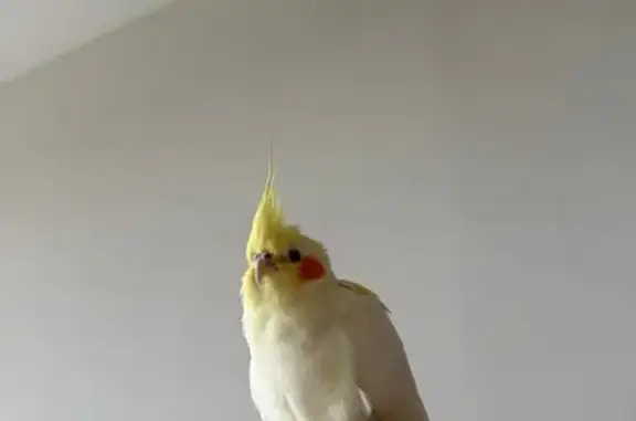 Lost Lutino Cockatiel in Woodlands