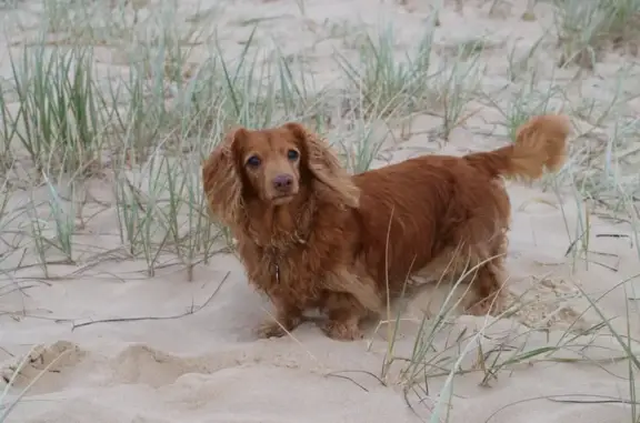 Lost: 11-Year-Old Mini Dachshu...