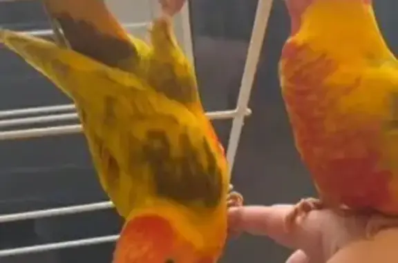 Lost Lorikeets: Reward for Safe Return!