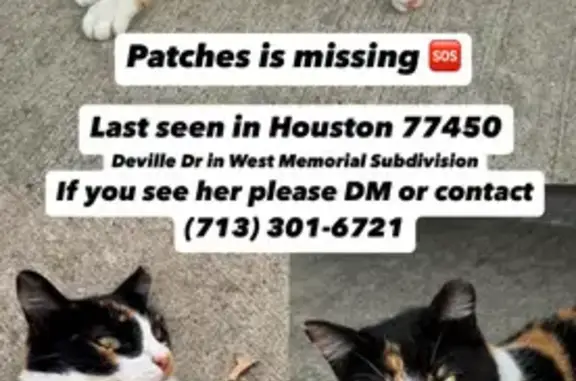 Lost Calico Cat: Deville Dr, Katy 22719