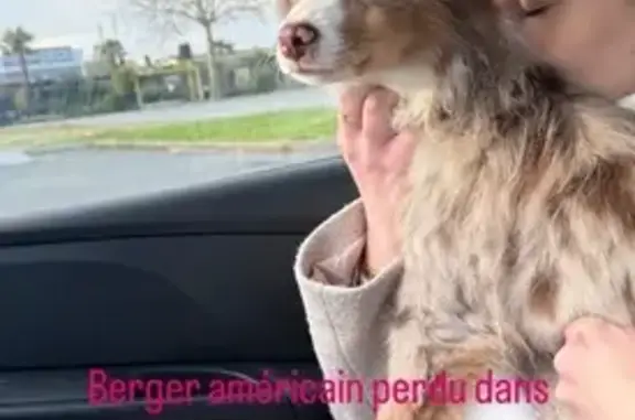 Chien perdu Mérignac, photo : Chien perdu : berger américain à Mérignac