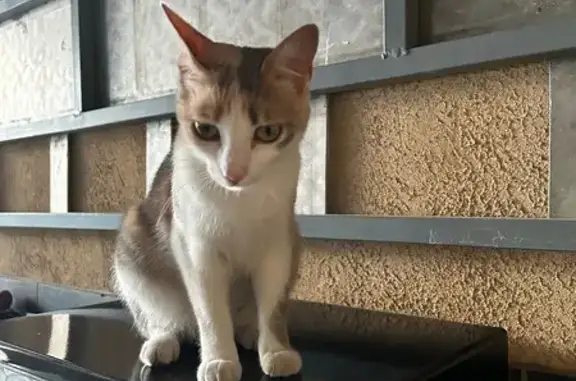 Chat perdu, Bédarrides, photo: Chat perdu à Bédarrides : Tagada 2 ans