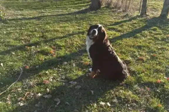 Chienne Orka perdue à Manzat - photo