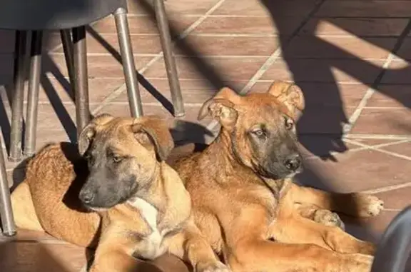 ¡Urgente! Hogar para Cachorros Rescatados