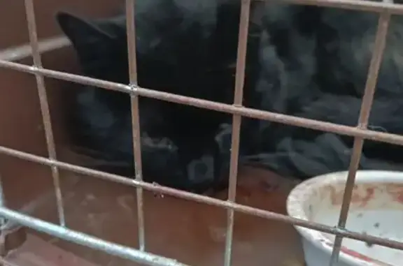 Jeune chat noir accidenté chez vétérinaire - photo