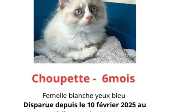 Animaux perdus Le Thillay, photo: Chatte blanche 6 mois disparue, yeux bleus