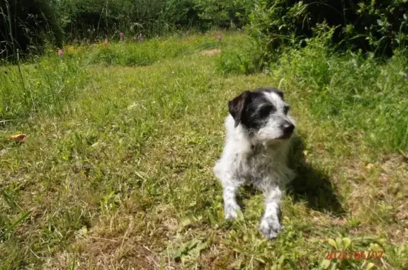 Chien perdu Molières, photo : Chien croisé 16 ans perdu à Molières