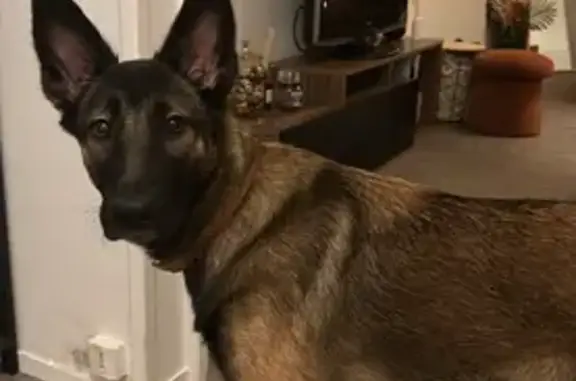 Chien perdu , photo : Chien disparue : Valkyrie, malinoise gentille