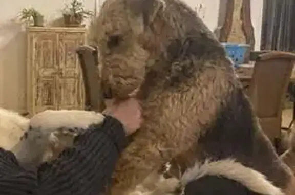 Chien perdu , photo : Chienne Tess perdue à Marseillette