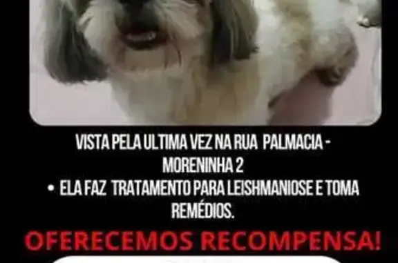 Lola, Shih Tzu Perdida: Ajude-nos a Encontrá-la